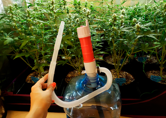 Когда поливать коноплю как вырастить в домашних условиях марихуану видео