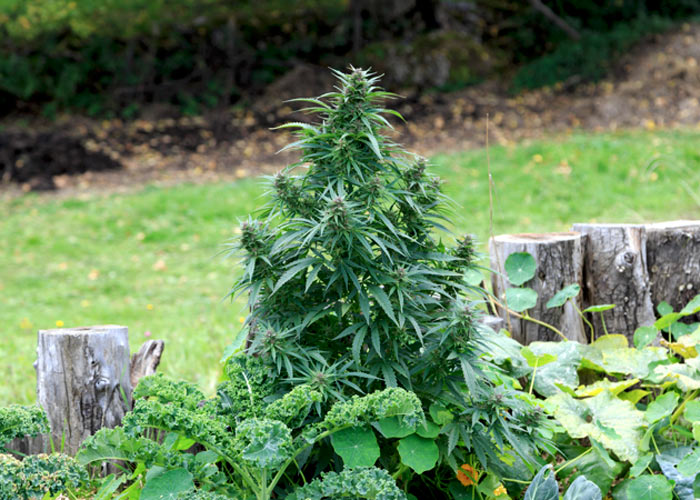 Как выращивать коноплю на огороде марихуана для будущих отцов