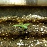 Семена марихуаны Hyperion feminised GanjaVIP Seeds